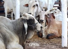Animais na Expoema 2022